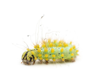 Caterpillar of the Giant Peacock Moth, Saturnia pyri