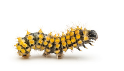 Caterpillar of the Giant Peacock Moth, Saturnia pyri