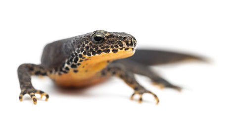 Alpine Newt, Ichthyosaura alpestris