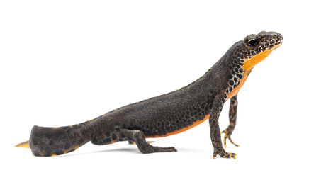 Alpine Newt, Ichthyosaura alpestris, formerly Triturus alpestris