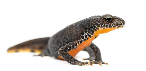 Alpine Newt, Ichthyosaura alpestris