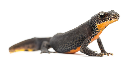 Alpine Newt, Ichthyosaura alpestris