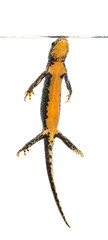 Alpine Newt surfacing, Ichthyosaura alpestris