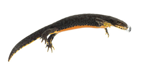 Alpine Newt making bubble, Ichthyosaura alpestris