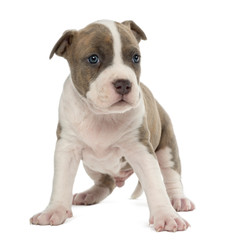 Portrait of American Staffordshire Terrier Puppy, 6 weeks old