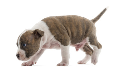 American Staffordshire Terrier Puppy walking and tracking