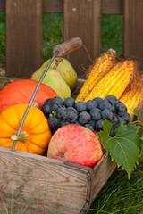 Herbstfrüchte