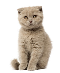 Portrait of Scottish Fold Kitten sitting, 9 weeks old