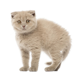Portrait of Scottish Fold Kitten, 9 weeks old