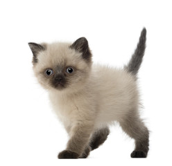Portrait of British Shorthair Kitten, 5 weeks old