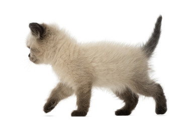 British Shorthair Kitten walking, 5 weeks old