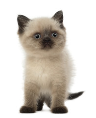 Portrait of British Shorthair Kitten, 5 weeks old