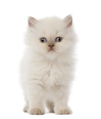 Portrait of British Longhair Kitten, 5 weeks old