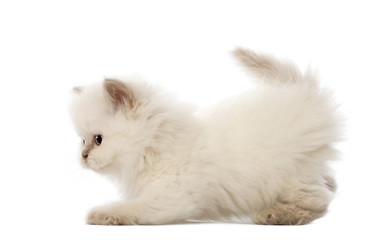 British Longhair Kitten, 5 weeks old