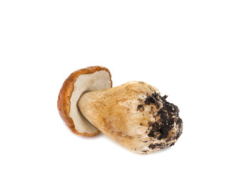 Fototapeta premium cep isolated