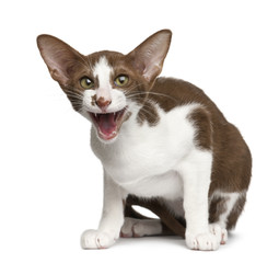 Oriental shorthair sitting and meowing against white background