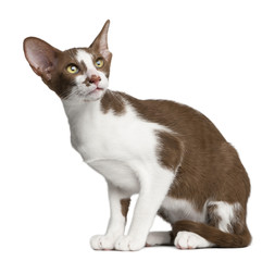 Oriental shorthair sitting against white background