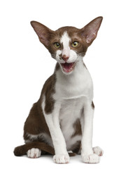 Oriental shorthair sitting and meowing against white background
