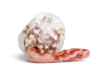 Corn snake hatching, Pantherophis guttatus guttatus