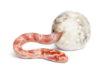 Obraz premium Corn snake hatching, Pantherophis guttatus guttatus