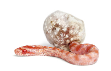 Corn snake hatching, Pantherophis guttatus guttatus