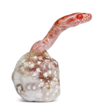 Corn snake hatching, Pantherophis guttatus guttatus