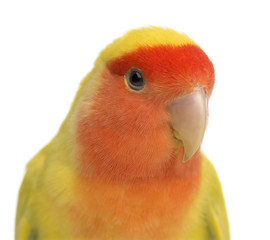 Portrait of Rosy-faced Lovebird, Agapornis roseicollis