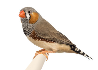 Zebra Finch, Taeniopygia guttata, against white background
