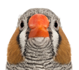 Portrait of Zebra Finch, Taeniopygia guttata