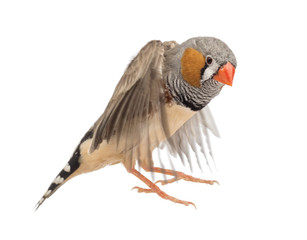Zebra Finch flying, Taeniopygia guttata