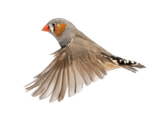 Zebra Finch flying, Taeniopygia guttata