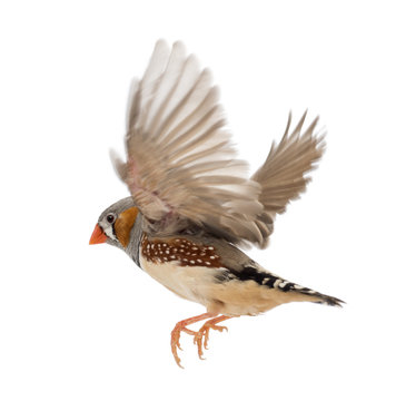 Zebra Finch flying, Taeniopygia guttata