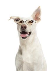 Crossbreed dog wearing glasses against white background