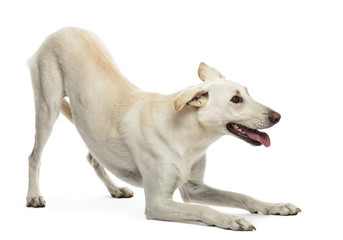 Naklejka na ściany i meble Crossbreed dog against white background