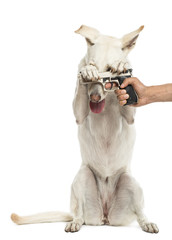 Semi-automatic pistol pointed at Crossbreed dog