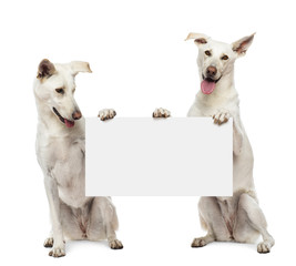 Two Crossbreed dogs sitting and holding white sign