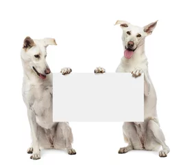 Rolgordijnen Two Crossbreed dogs sitting and holding white sign © Eric Isselée
