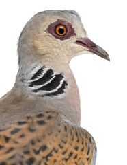 European Turtle Dove, Streptopelia turtur