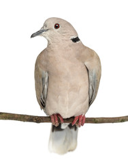 Eurasian Collared Dove perched on branch, Streptopelia decaocto