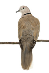 Rear view of an Eurasian Collared Dove perched on branch