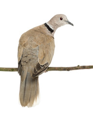Eurasian Collared Dove, Streptopelia decaocto