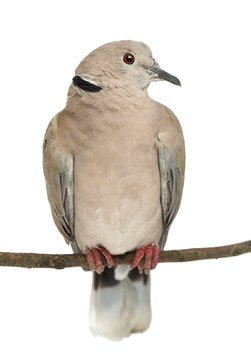 Eurasian Collared Dove perched on branch, Streptopelia decaocto