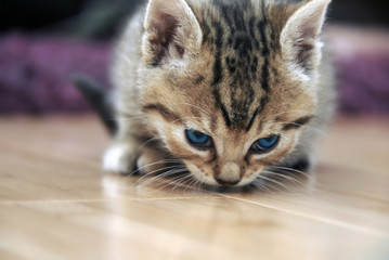 Baby cat sniff