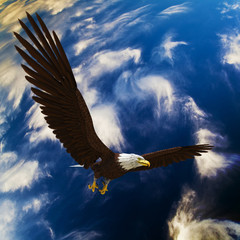 eagle in deep blue