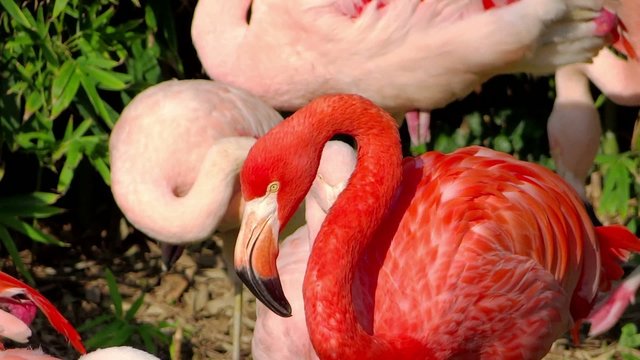 the flamingos are squabbling