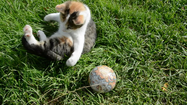 young cat playing on garden grass with earth globe