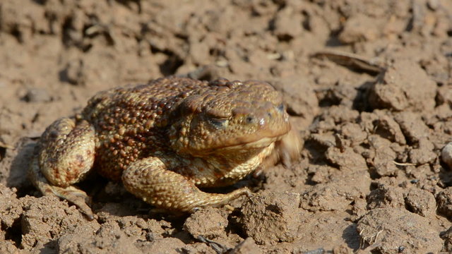 big common toad (Bufo bufo)  on garden ground after rain