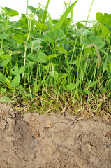 Cross Section of Soil with Green Plants and Roots