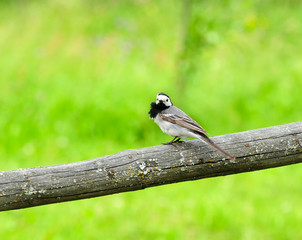 White Wagtail Bird Sitting on Perch