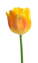Beautiful Yellow Tulip with Dew Drops on White Background